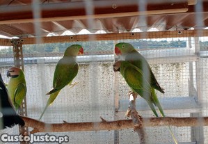 Casal de Grande Alexandrino