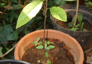 Planta da árvore Abacateiro - Pêra abacate