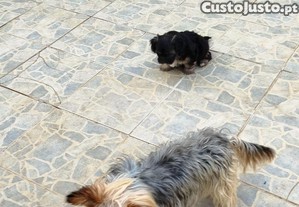 imagem_4