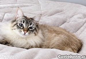 imagem_1