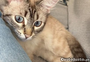 imagem_4