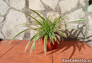 Clorofito em vaso suspenso