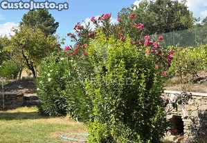 imagem_26