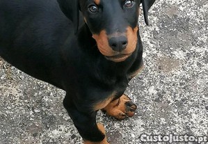 Doberman - Menina com LOP e Pedigree