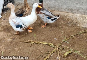imagem_2