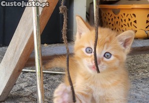 Para doar, 2 gatinhos