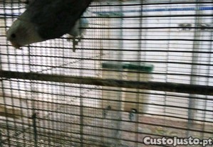 Rosicolor fêmea, com 6 meses