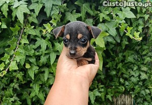 imagem_1