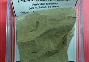 Escaravelho fóssil 3x8x8cm-cx