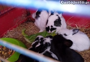 imagem_1
