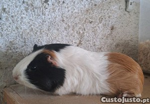 imagem_4