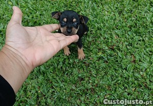 imagem_2