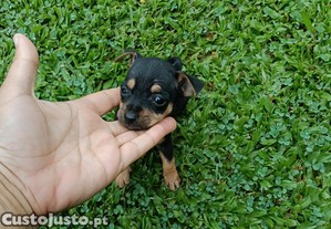 imagem_4