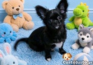 imagem_2