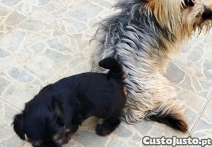 imagem_1
