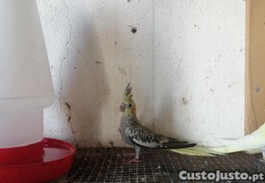 Caturra pérola fêmea