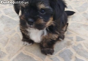 imagem_4