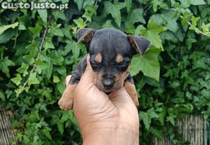 imagem_5