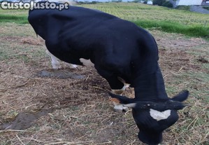 Bezerro macho