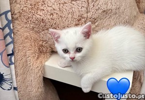 Gatinhos Scottish