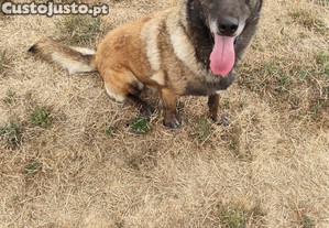 MACHO Malinois ..