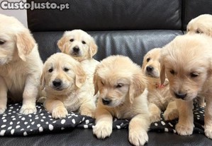Filhotes de Golden Retriever