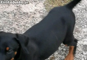 imagem_3