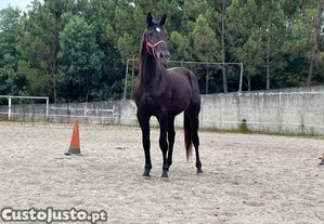 Poldro Hanoveriano