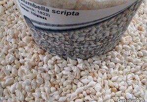 Búzio-Columbella scripta 1cm-1kg
