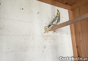 imagem_1