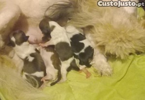 Shih-tzu puros
