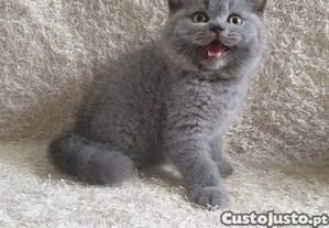 Macho British blue