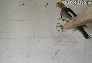 Caturra fêmea pérola cinza