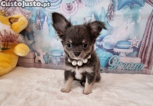 Chi macho de plo comprido exemplar lindissimo c Pedigree e afixo