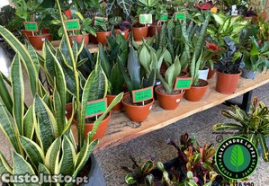 Espada-de-So-Jorge,  Sansevieria, planta de interior
