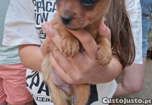 imagem_4