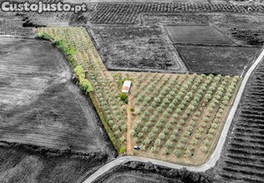 Encantadora Casa Branca em Sousel - 2 Quartos e 1 Casa de Banho