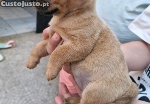 Pinscher anão