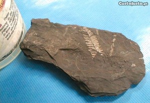 Planta fóssil 16x10x2,5cm