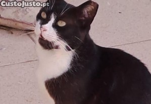 Gatos Adultos para Adopo