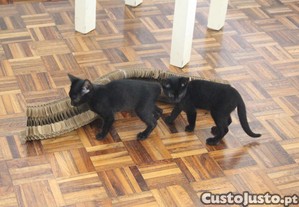 Gatinhos