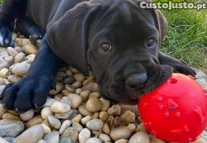 Cane Corso Italiano com LOP e Afixo