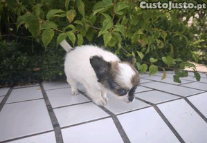 Chihuahua disponvel para entrega imediata