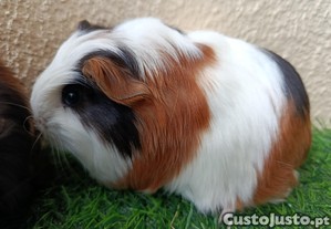 imagem_2