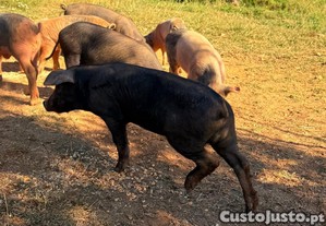 leitões porco Bísaro