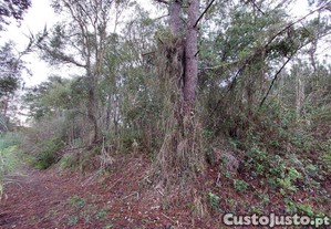 imagem_8