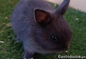 imagem_5