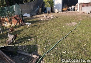 Gansos Domésticos