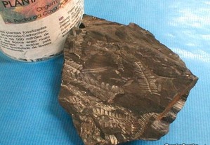 Planta fóssil 14x11x3cm