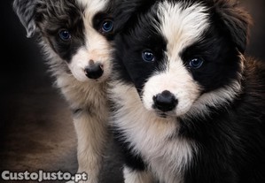 imagem_1